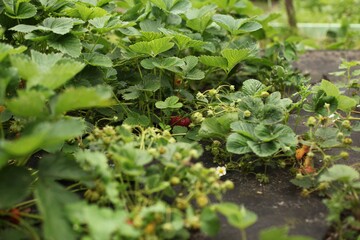 tomato plants in a garden