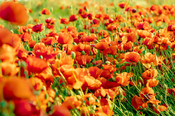 Poppy field with blurry background
