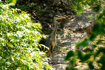 Gray heron standing in the sun between bushes, Ardea cinerea or Graureiher