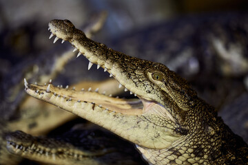 Portrait of a Nile crocodile with sharp teeth waiting for the victim