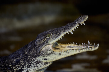 Portrait of a Nile crocodile with sharp teeth waiting for the victim