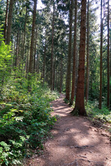 Fototapeta premium path in the woods