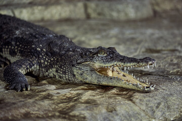 Portrait of a Nile crocodile with sharp teeth waiting for the victim