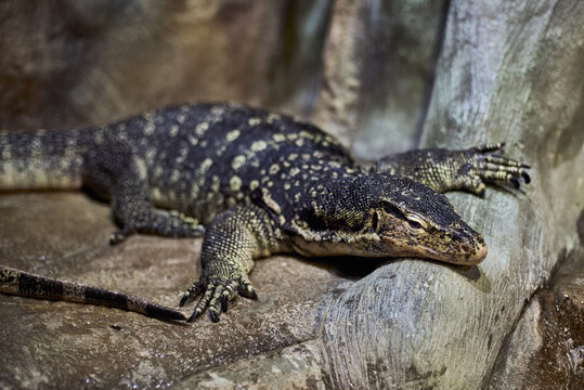 Portrait of a Nile monitor lizard in stones