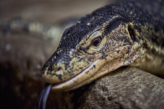 Portrait of a Nile monitor lizard in stones