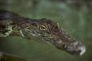 Portrait of a Crocodylus porosus close-up a predatory look