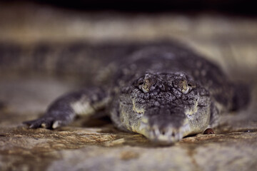 Portrait of a Cuban crocodile with sharp teeth waiting for the victim