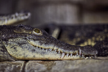 Portrait of a Nile crocodile with sharp teeth waiting for the victim