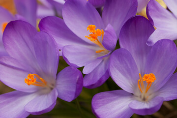 Blooming purple crocus flowers in a soft focus on a sunny spring day