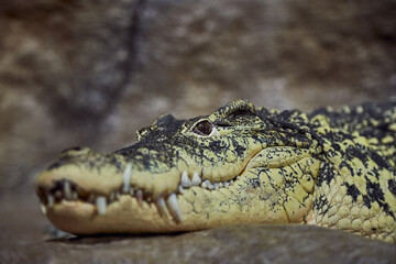 A portrait of a Crocodile acute-pointed with sharp teeth awaits a victim