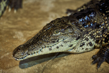 Portrait of a Nile crocodile with sharp teeth waiting for the victim