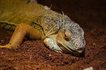 Close-up of a multi-colored Green Iguana