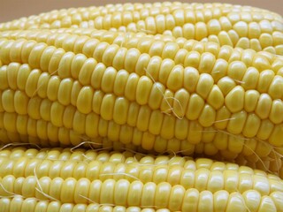 とうもろこし13