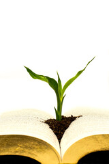 Lucky bamboo growing from a book