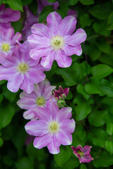 pink clematis flowers with green leaves on a vine