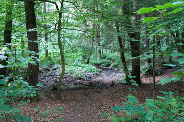 footpath in the forest