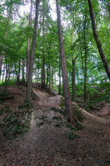 Obraz premium path in the woods