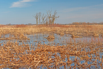 Wetland in the Tallgrass Prairie