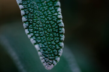 Textura vegetal