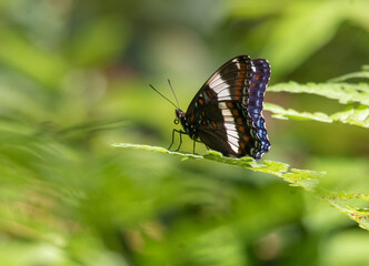 Fototapeta na wymiar A White Admiral Butterfly with wings folded resting on green leaves in Algonquin park