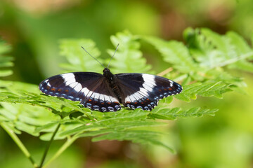 A White Admiral Butterfly (Limenitis arthemis) with open wings resting on ferns in Algonquin Park