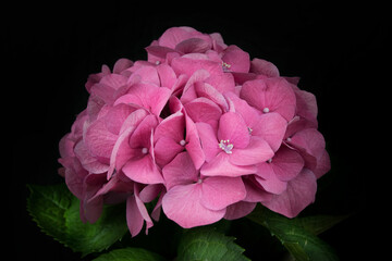 hydrangea flower on dark background isolated