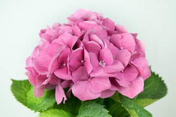 black and white hydrangea flower on white background isolated