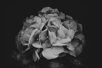 black and white hydrangea flower on dark background isolated