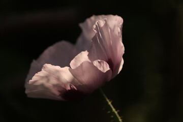 fioletowy  kwiat  maku   na  czarnym  tle