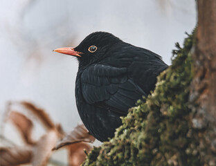 Amsel im Baum