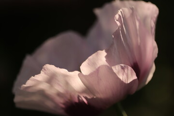 fioletowy  kwiat   maku  w  promieniach   słońca - obrazy, fototapety, plakaty