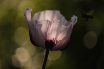 fioletowy  kwiat  maku  w  promieniach  słońca © Mirosaw