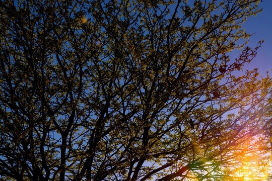 Trees And Light, South East City Park, Canyon, Texas.