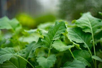 Closeup of green vegetable leaves. Fresh plants. Selective focus. Healthy lifestyle concept.