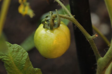 zielony  pomidor  dojrzewa  w  ogrodzie