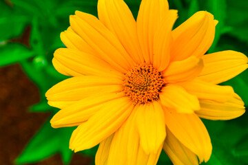 yellow flower in the garden