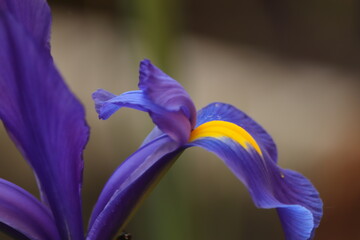 fioletowy  kwiat  mieczyk  na  szarym  tle