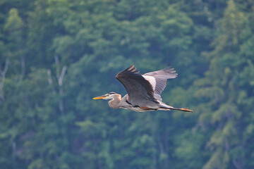 Great Blue Heron in flight