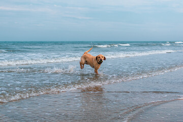 Dog playing in the sea