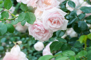 Gently pink beautiful roses. Roses bush