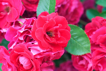 Pink beautiful roses. Roses bush with bee