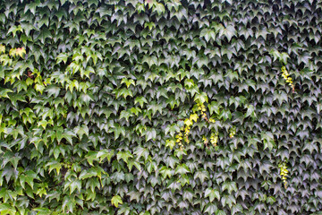 A picture of a wall covered by ivy leaves.  Vancouver BC Canada    
