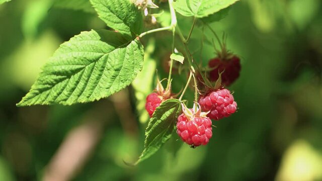 close-up, raspberries on a branch in sunny weather in the garden, 4K