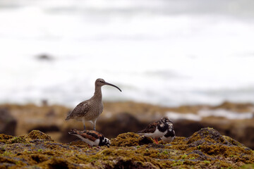 Foraging curlew with turnstones - Algarve coast