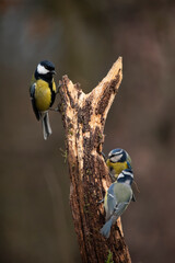 Image of Blue Tit bird Cyanistes Caeruleus on branich in Spring sunshine and rain in garden