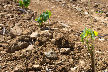 Grape seedlings