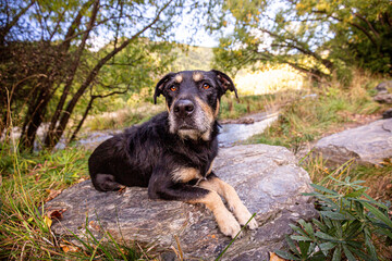 black dog in the woods on a rock
