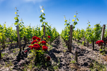 Fototapeta na wymiar Vineyard in France with red roses