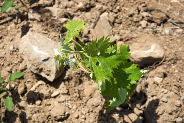 Grape seedlings
