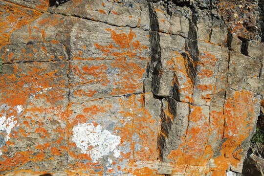 Orange Colored Lichen Detail, or Cup Lichen, type of Cladoniaceae Fungus, a composite organism arising from Algae or Cyanobacteria growing out of Textured Rock Surface
